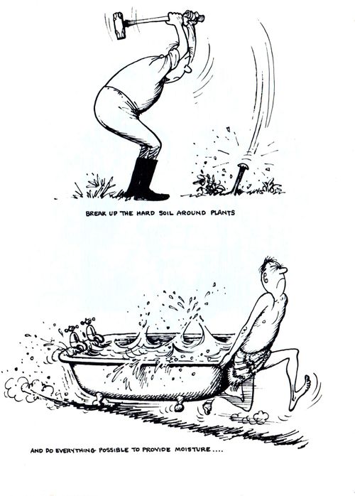 Break up the hard soil around plants...and do everything possible to provide moisture...