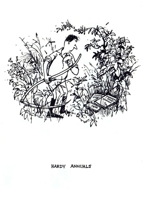 Hardy Annuals
