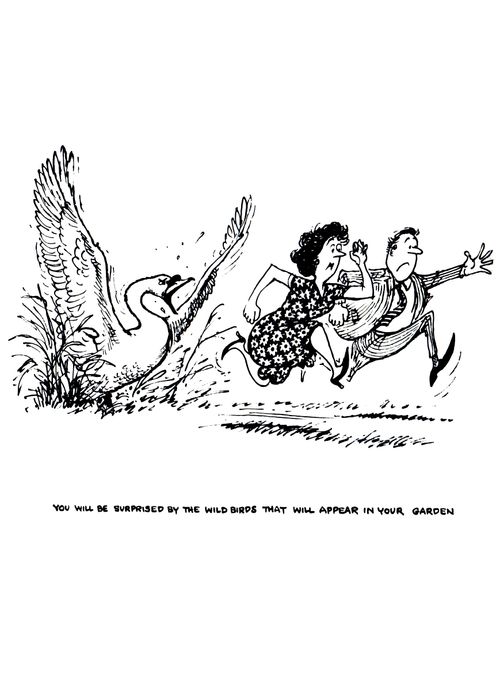 You will be surprised by the wild birds that will appear in your garden.