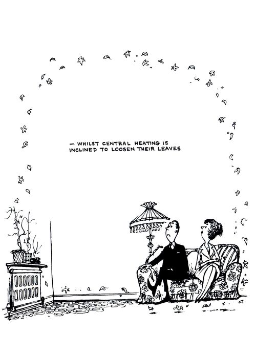 - whilst central heating is inclined to loosen their leaves."