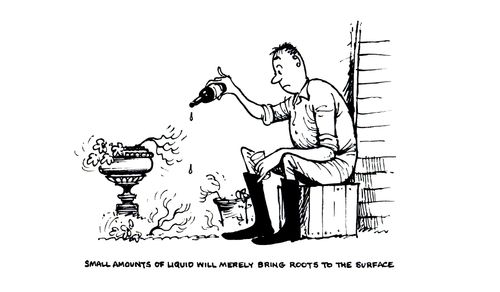 Small amounts of liquid will merely bring roots to the surface.