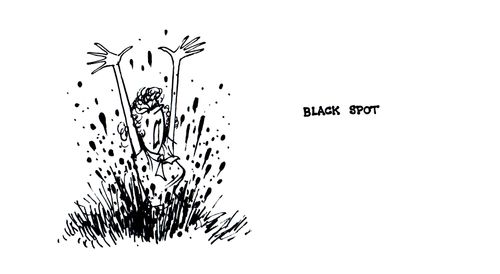 Gardening Terms: Black Spot