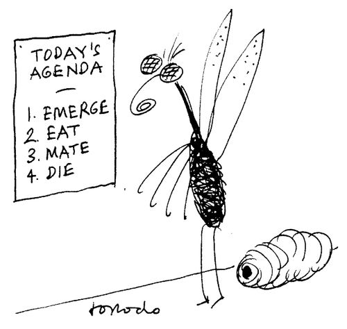 'Today's agenda - 1:Emerge, 2:Eat, 3:Mate, 4:Die.'