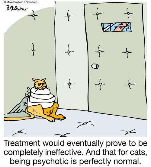 Treatment would eventually prove to be completely ineffective. And that for cats, being psychotic is perfectly normal.