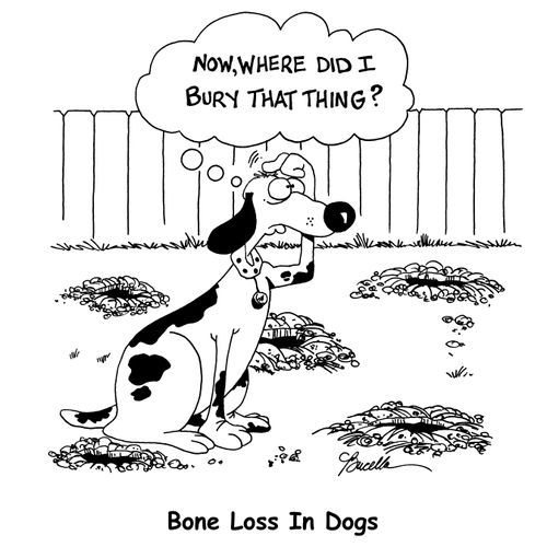 Bone Loss In Dogs.