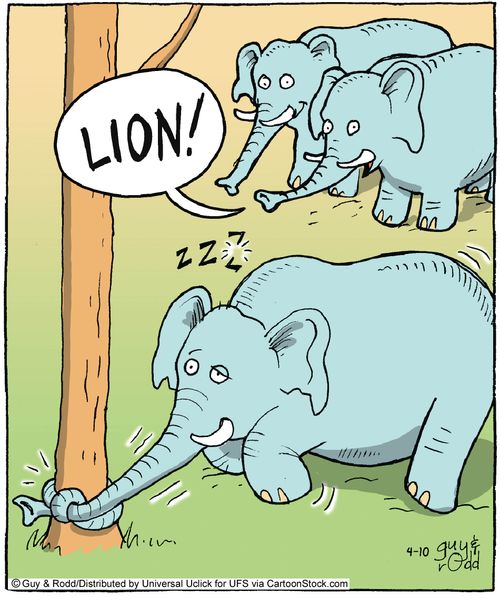 'Lion!'