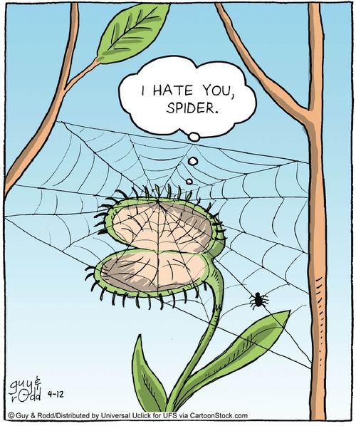 'I hate you spider.'