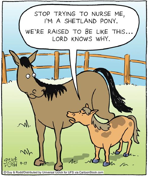 'Stop trying to nurse me, I'm a shetland pony. We're raised to be like this. . . Lord knows why.'