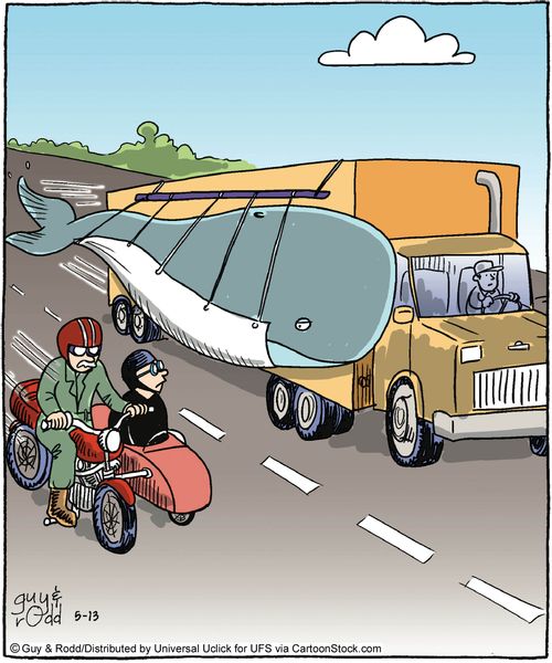 Whale transportation!