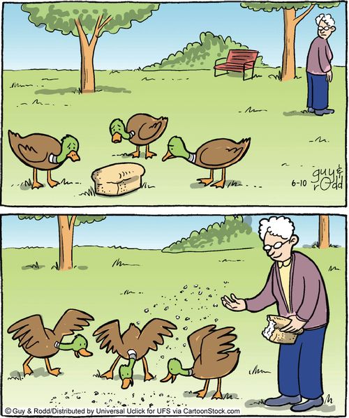 A woman breaks a loaf of bread into breadcrumbs for the ducks.