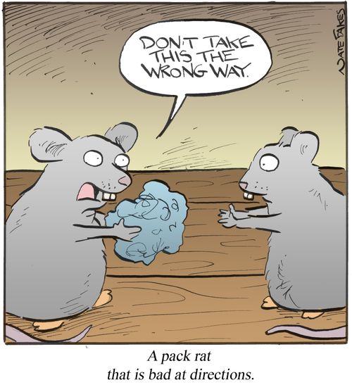 A pack rat that is bad at directions.