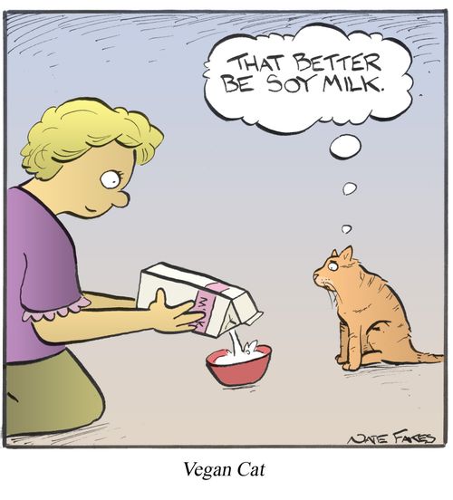 Vegan Cat