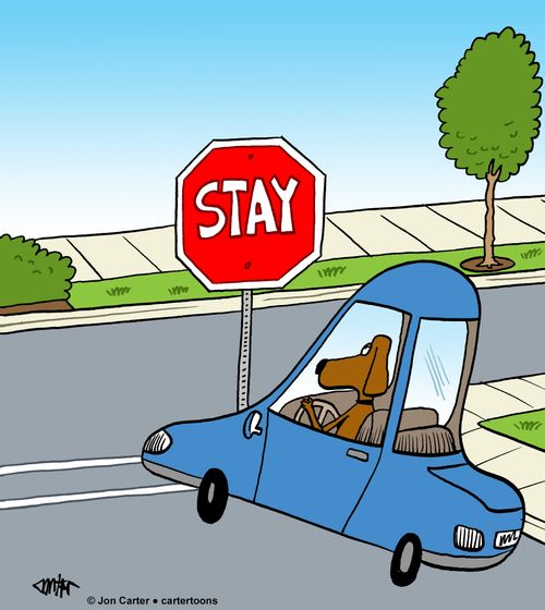 Dog in car sitting at a STAY sign.