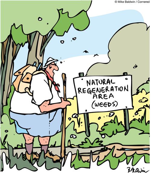 Natural Regeneragtion Area (weeds).