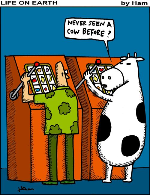 "Never seen a cow before?"
