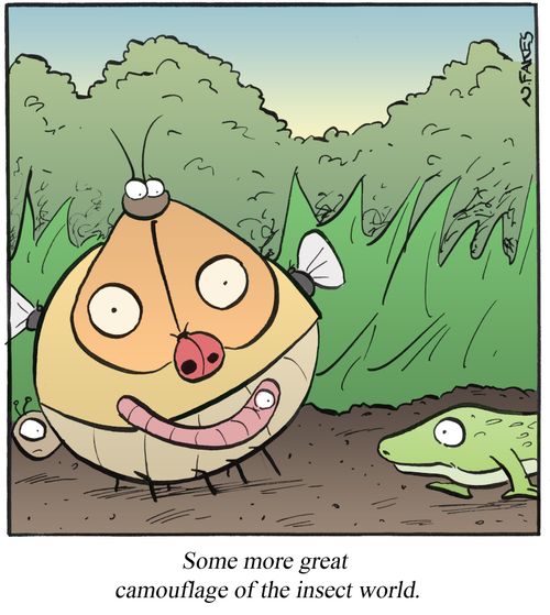 'Some more great camouflage of the insect world.'