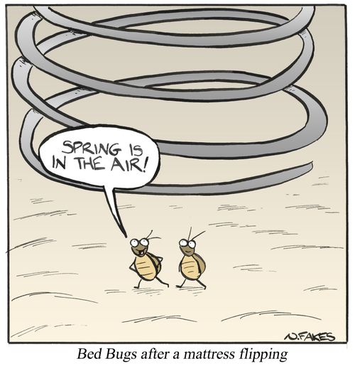 Bed Bugs after a materess flipping
