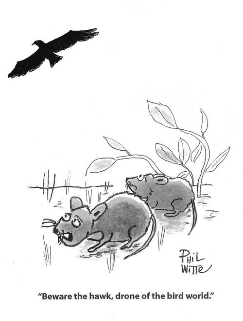 "Beware of the hawk, drone of the bird world."