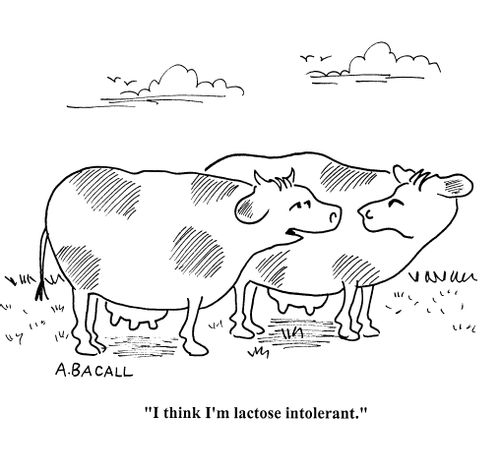 'I think I'm lactose intolerant.'