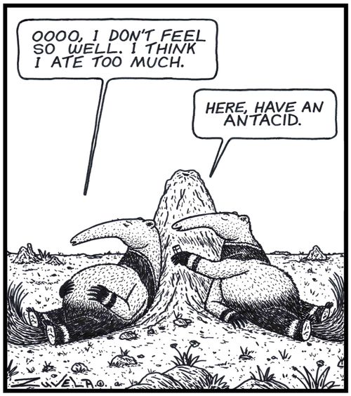 Anteater: 'OOOO, i don't feel so well.I think i ate too much.' 
