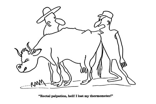 'Rectal palpation, hell!  I lost my thermometer!'