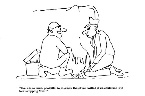 'There is so much penicillin in this milk we could use to to treat shipping fever!"