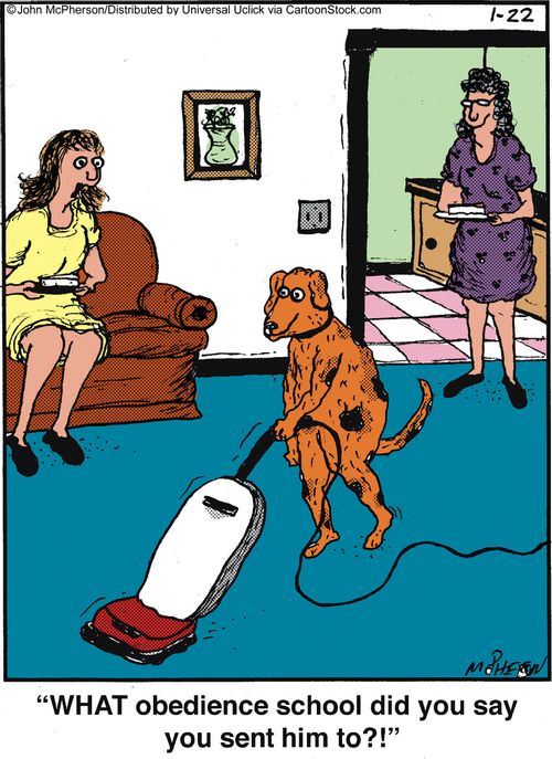 'What obedience school did you say you sent him to?!'