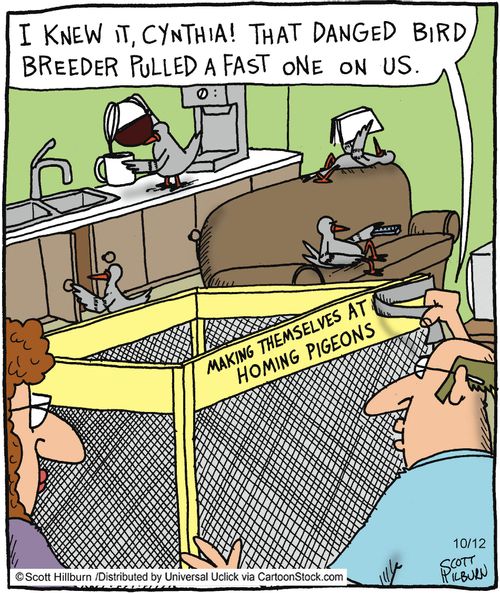 'I knew it Cynthia! That danged bird breeder pulled a fast one on us.'