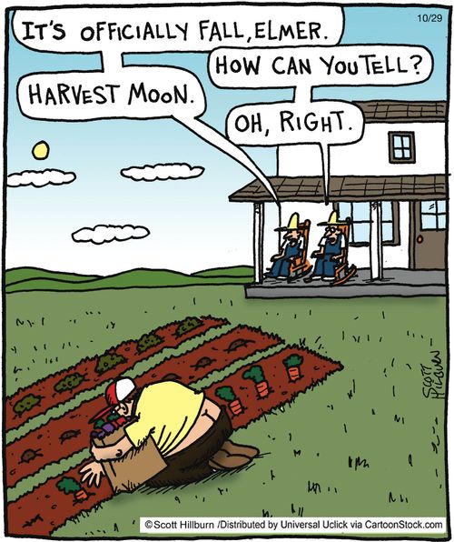 'Harvest moon'