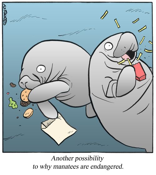 Another possibility to why manatees are endangered.