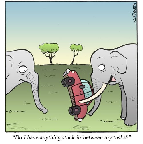'Do I have anything stuck in-between my tusks?'