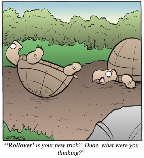 ''Rollover' is your new trick? Dude, what were you thinking?'