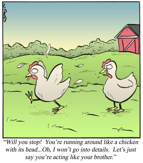 'Will you stop! You're running around like a chicken with its head...'