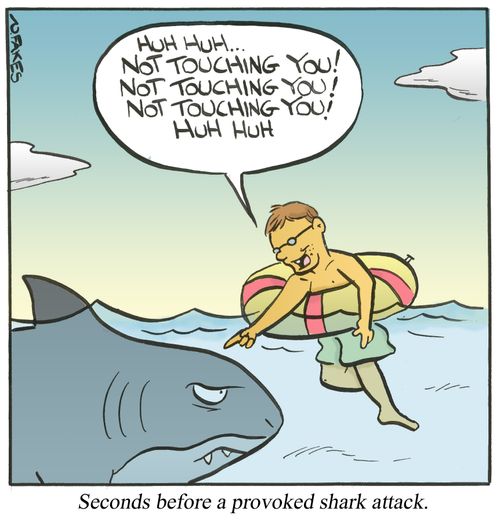 Seconds before a provoked shark attack.