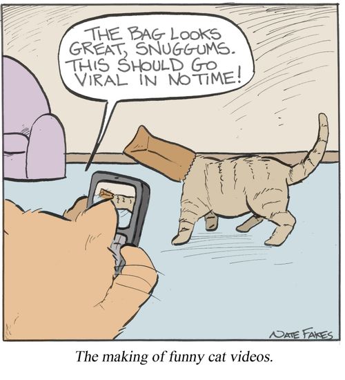 The making of funny cat videos.