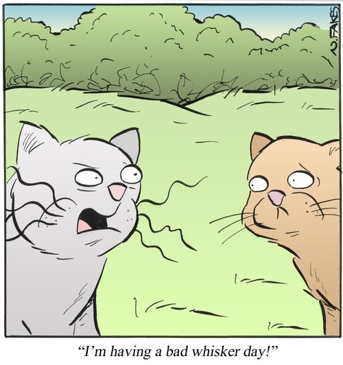 'I'm having a bad whisker day.'