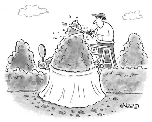 Hedge trimming.