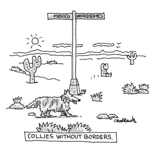 Collies Without Borders