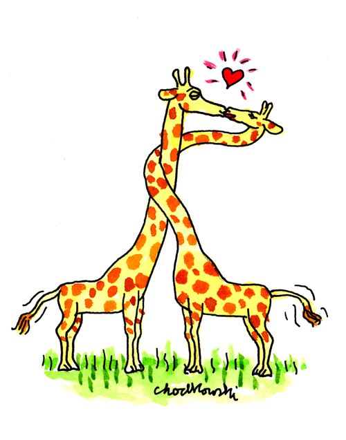 Necking Giraffes