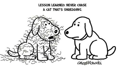 "Lesson learned: never chase a cat that's shredding."