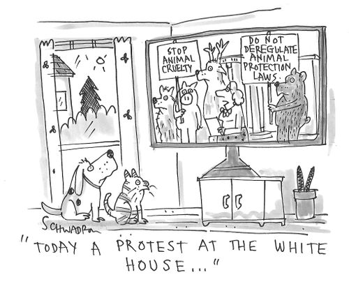 "Today a protest at the White House..."