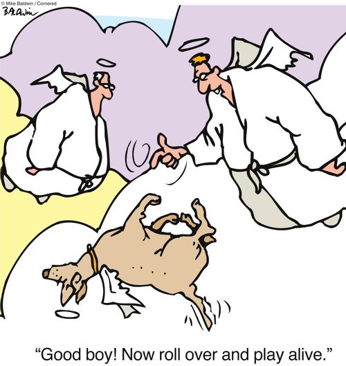 Good boy! Now roll over and play alive.