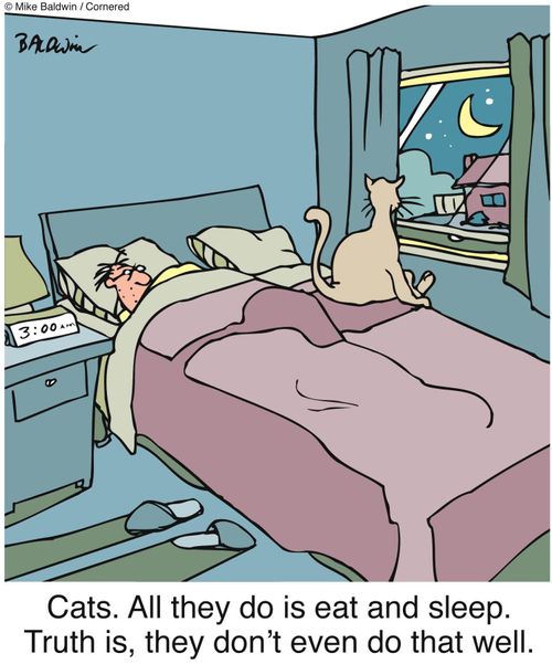 Cats. All they do is eat and sleep. Truth is, they don't even do that well.