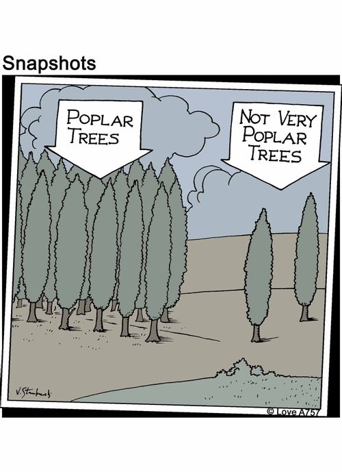 Poplar trees. Not very poplar trees.
