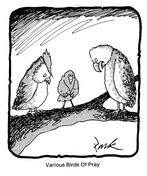Various Birds of Pray.