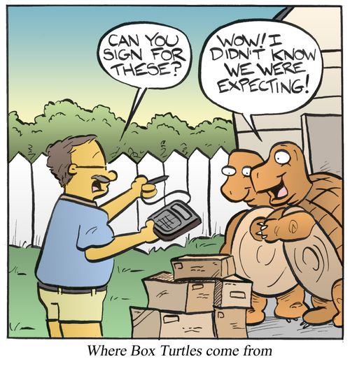 Where Box Turtles Come From
