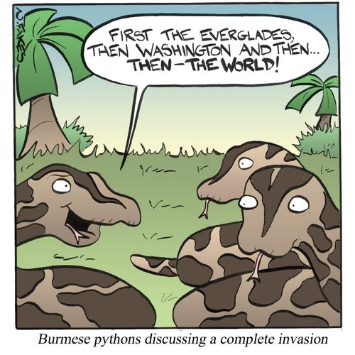 Burmese pythons discussing a complete invasion.