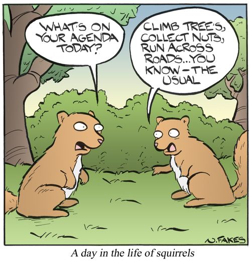 A Day in the Life of Squirrels