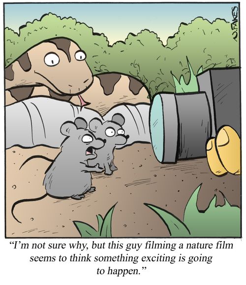 'I'm not sure why, but this guy filming a nature film seems to think something exciting is going to happen.'