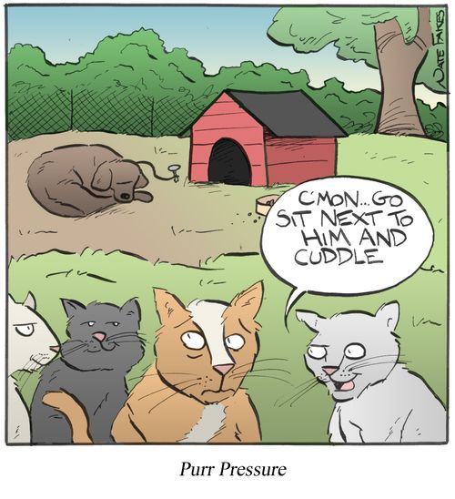 Purr Pressure